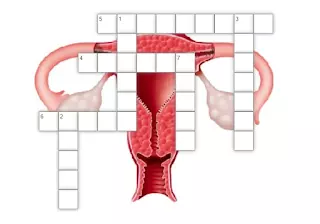 Crucigrama Interactivo Aparato Reproductor Femenino Profe Social